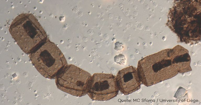 Arctacellularia tetragonala