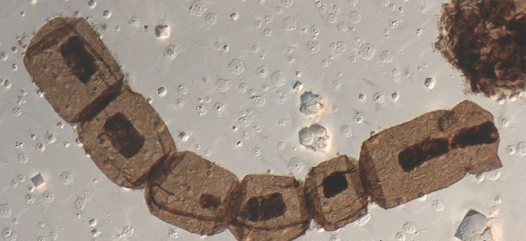 Arctacellularia tetragonala