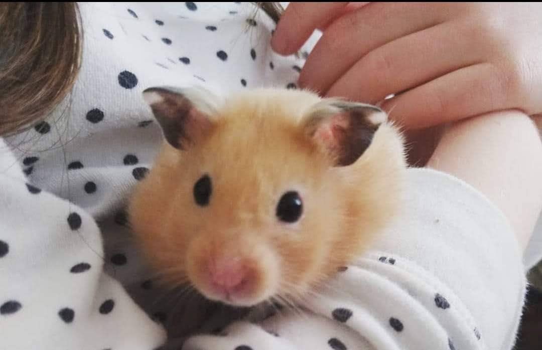 Mehr als 2000 Hamster wurden aufgrund der Covid-Pandemie in Hongkong getötet. 