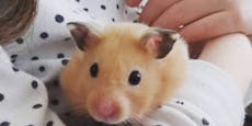 Hongkong tötet wegen Omikron mehr als 2.000 Hamster
