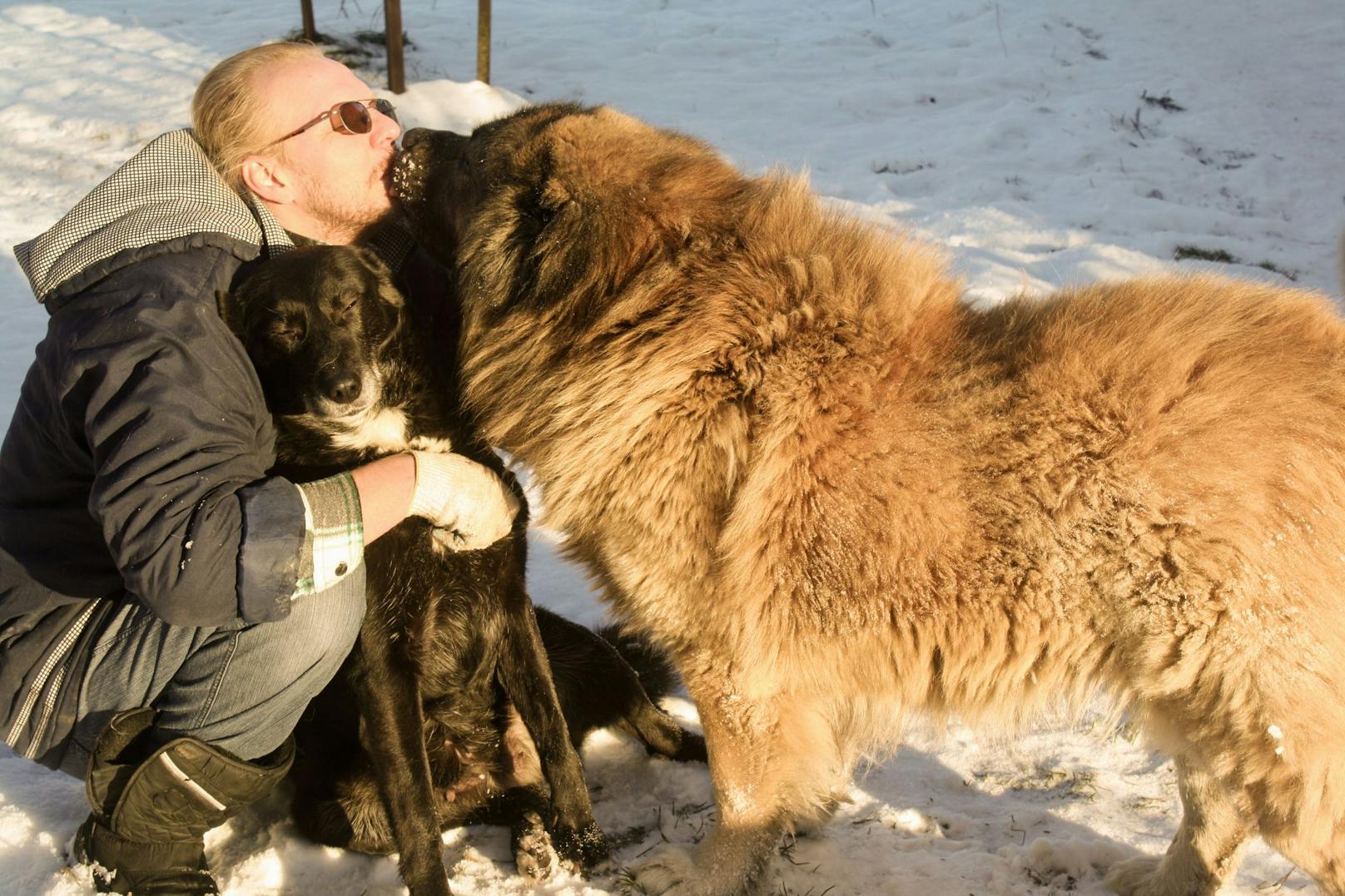 Durch seine Physis ist der "Owtscharka" ein sehr robuster und widerstandsfähiger Hund, der ohne Problem das ganze Jahr im Freien leben kann. 