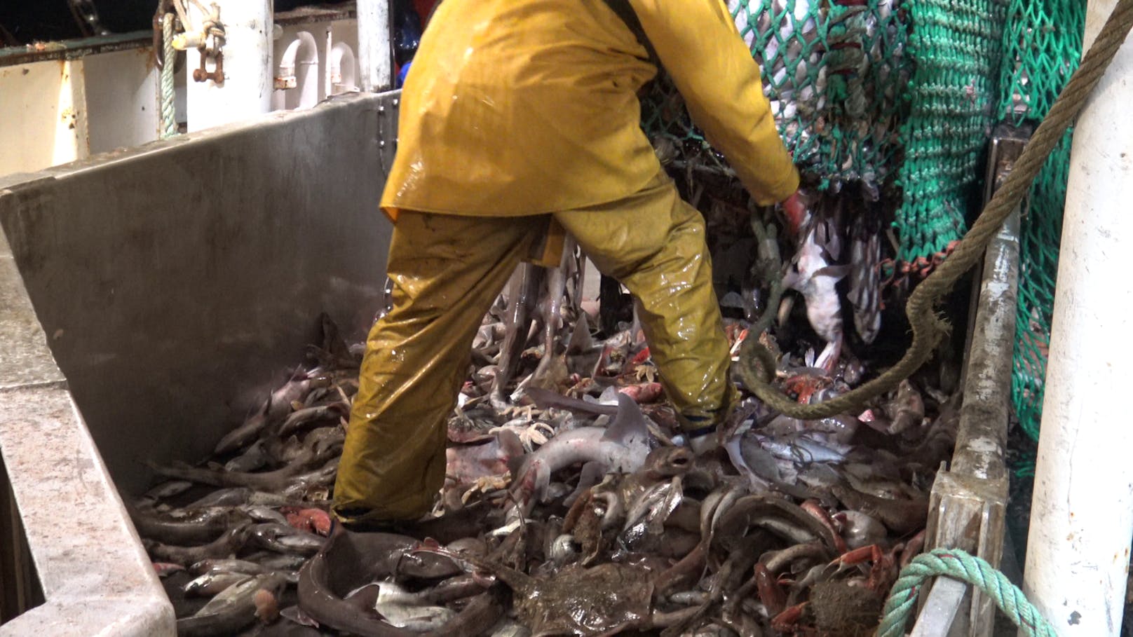 Der Umgang mit den Tieren ist unglaublich brutal. Schon beim Öffnen der Netze steigen die Fischer:innen auf den lebenden Tieren herum und verletzen viele schwer.