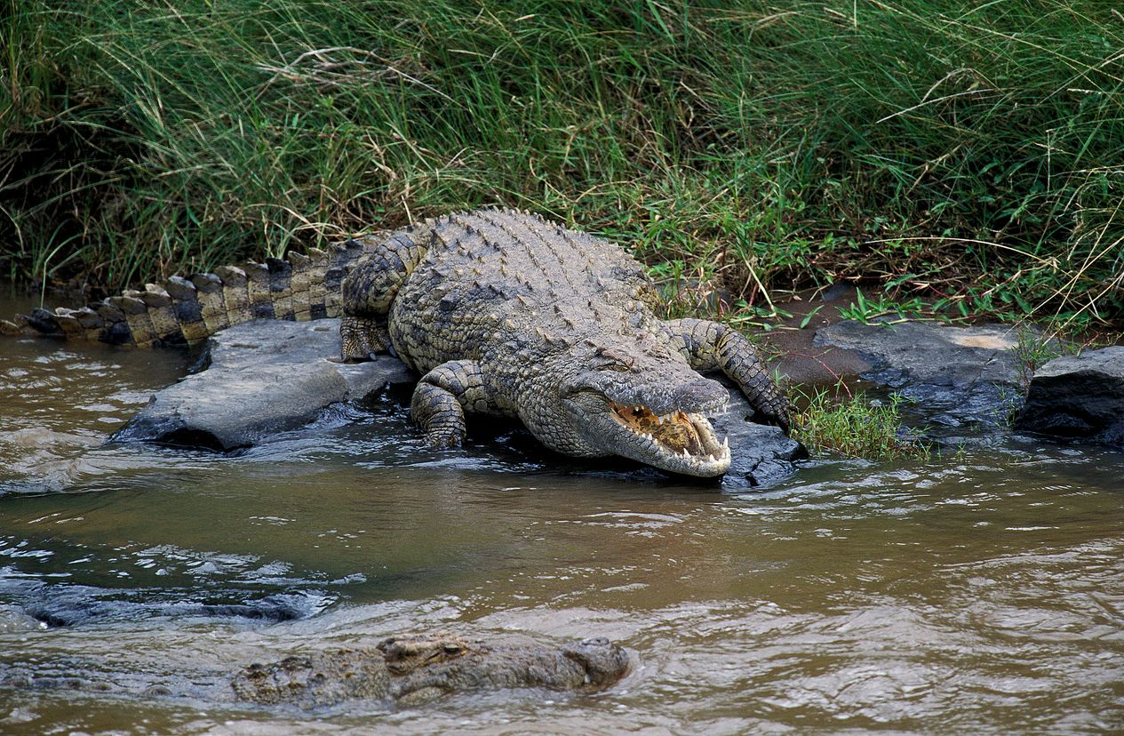 Ein Krokodil hat ein kleines Mädchen getötet.