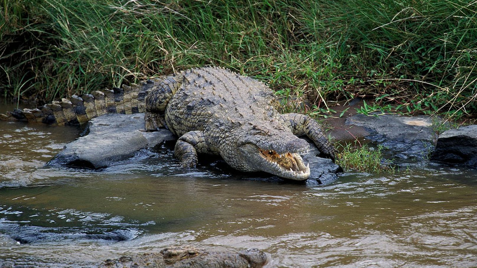 Ein Krokodil hat ein kleines Mädchen getötet.