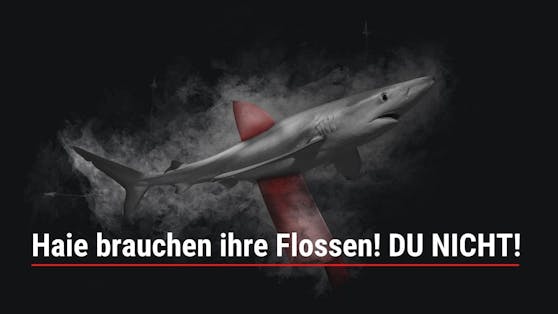 Mehr als 200 Millionen Haie werden weltweit jedes Jahr getötet! Damit muss endlich Schluss sein.