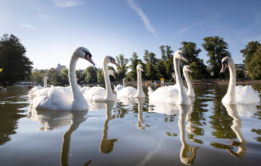 Die Sorge um die königlichen Schwäne ist groß.