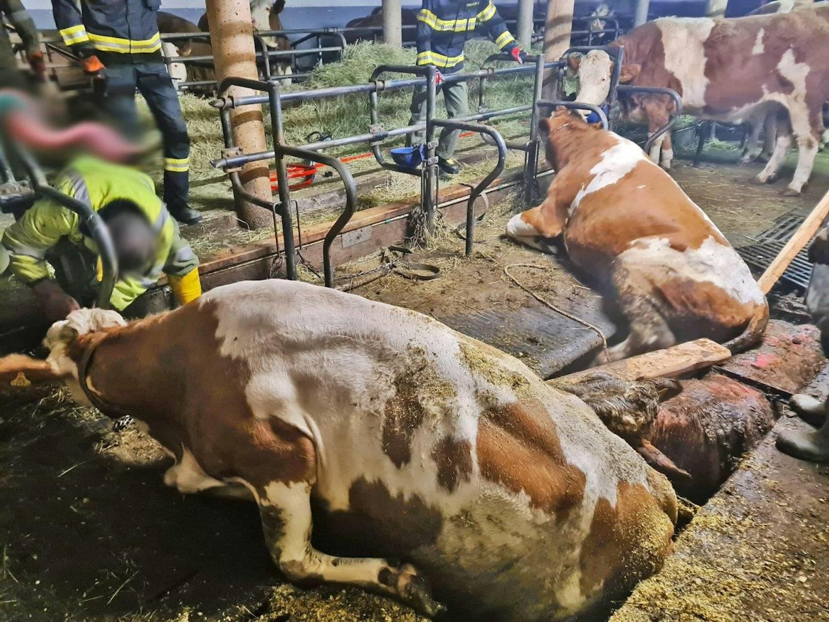 Kühe stürzten in Grube: Rettungsaktion der Feuerwehr