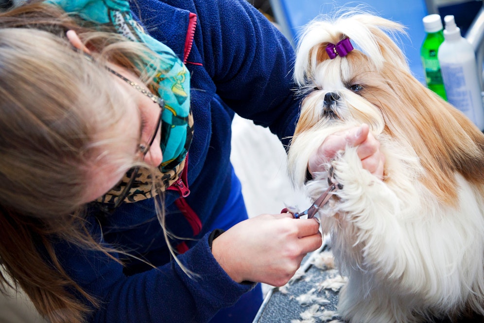 Auf internationalen und nationalen Hundeschauen gelten eigene Regeln.