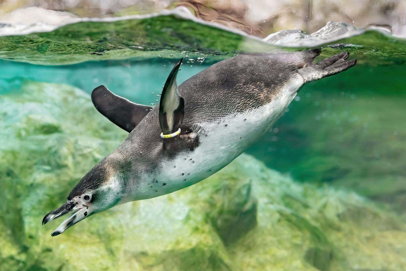 Der Humboldt-Pinguin zählt zu den bedrohten Vogelarten und steht in seiner Heimat Peru unter Artenschutz. 