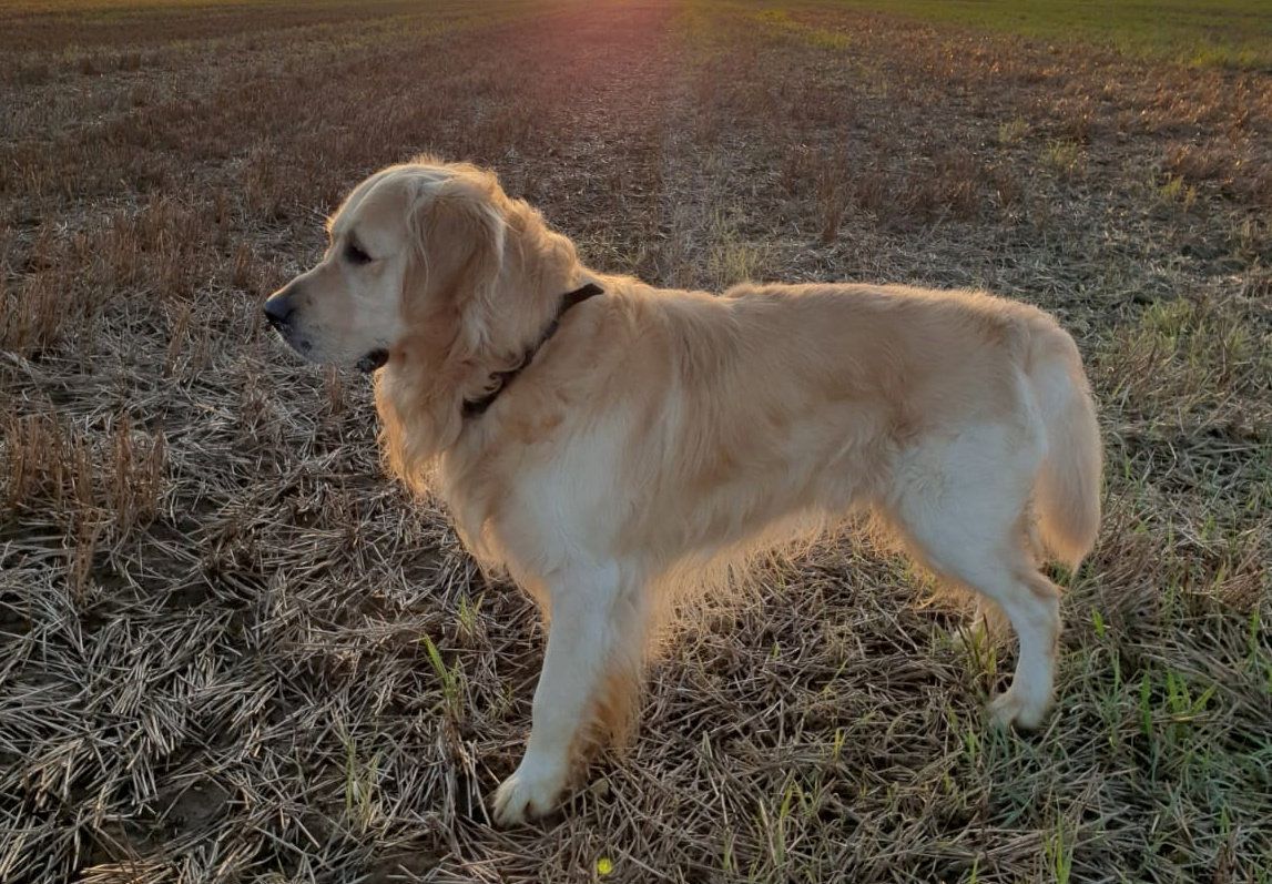 Der wunderschöne Golden-Retriever Rüde 