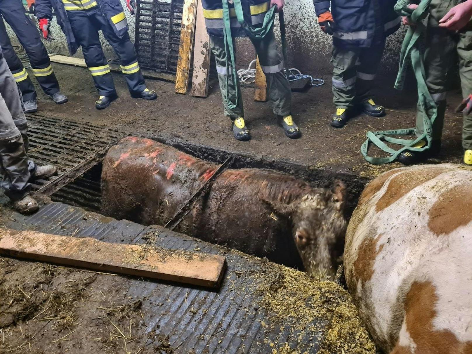 Kühe stürzten in Grube: Rettungsaktion der Feuerwehr