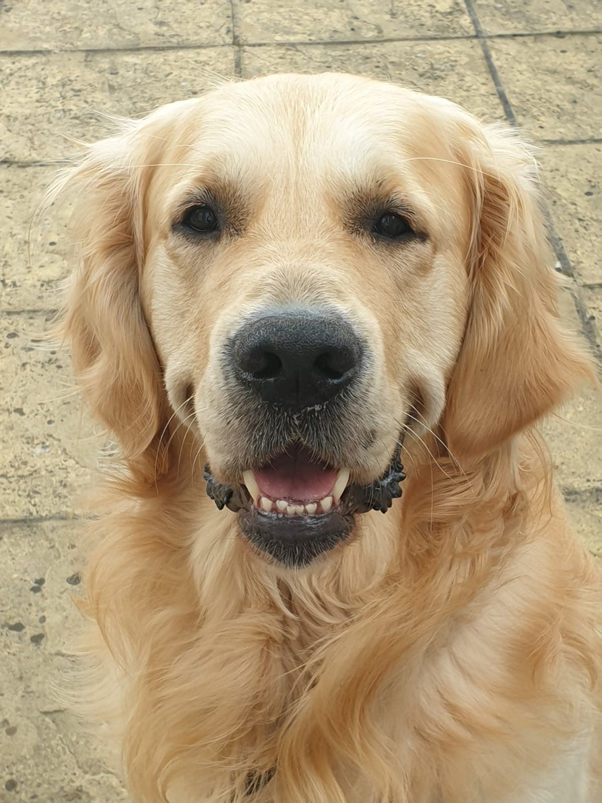 Rüde Trigger hat großartige Gene, die er zahlreich verbreiten darf. 