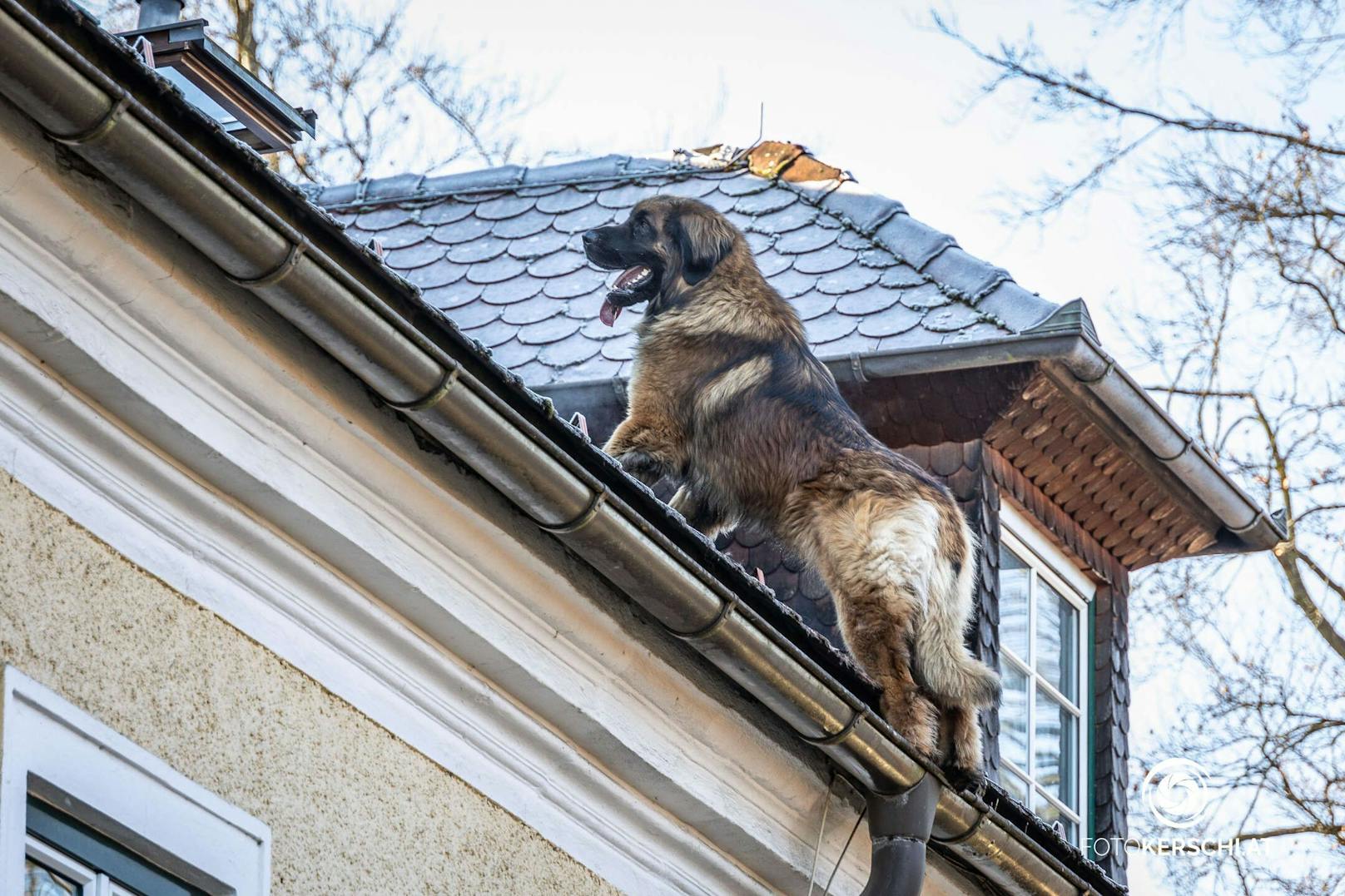 Über ein Dachfenster war der Hund auf das Dach gekommen.