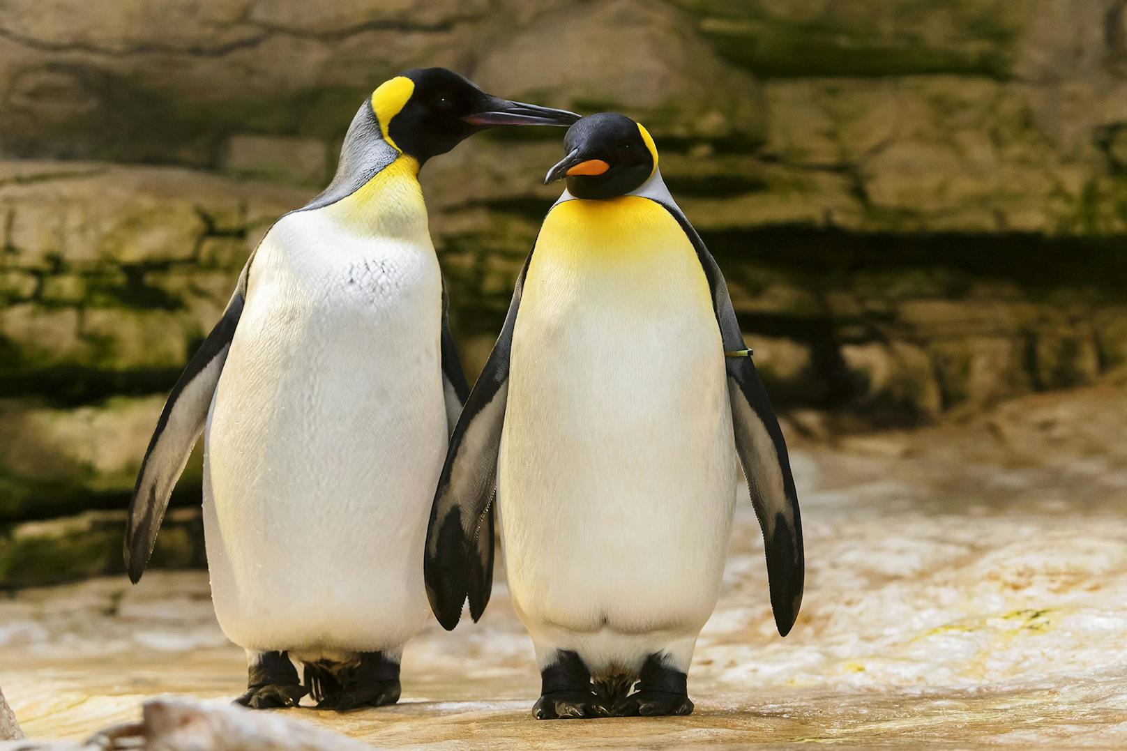 Er gilt nach dem Kaiserpinguin als zweitgrößte Pinguin-Art und wird fast einen Meter hoch. <br>