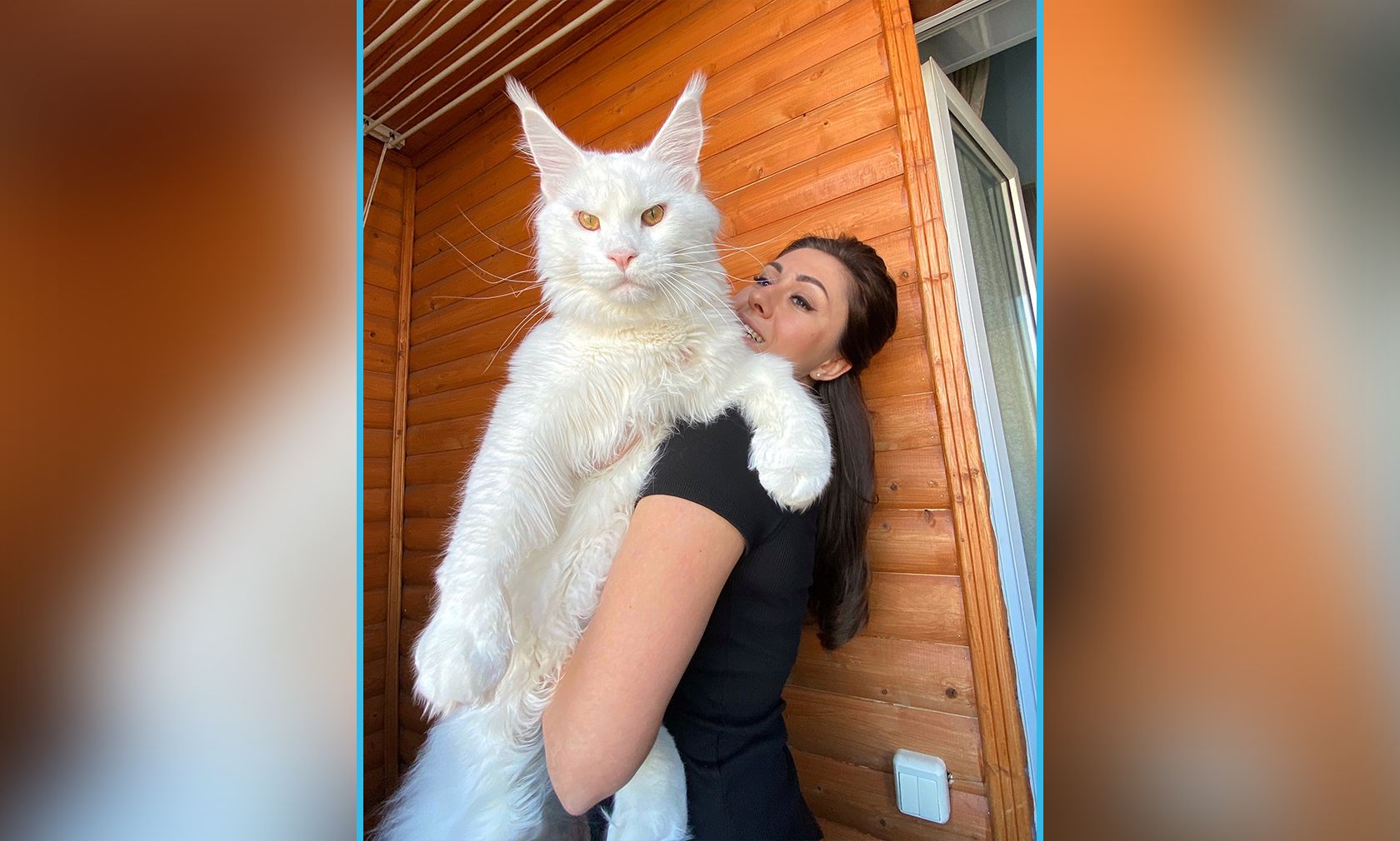 Main Coons sind in der Regel sehr große Katzen, doch "Kefir" sprengt die Skala. 