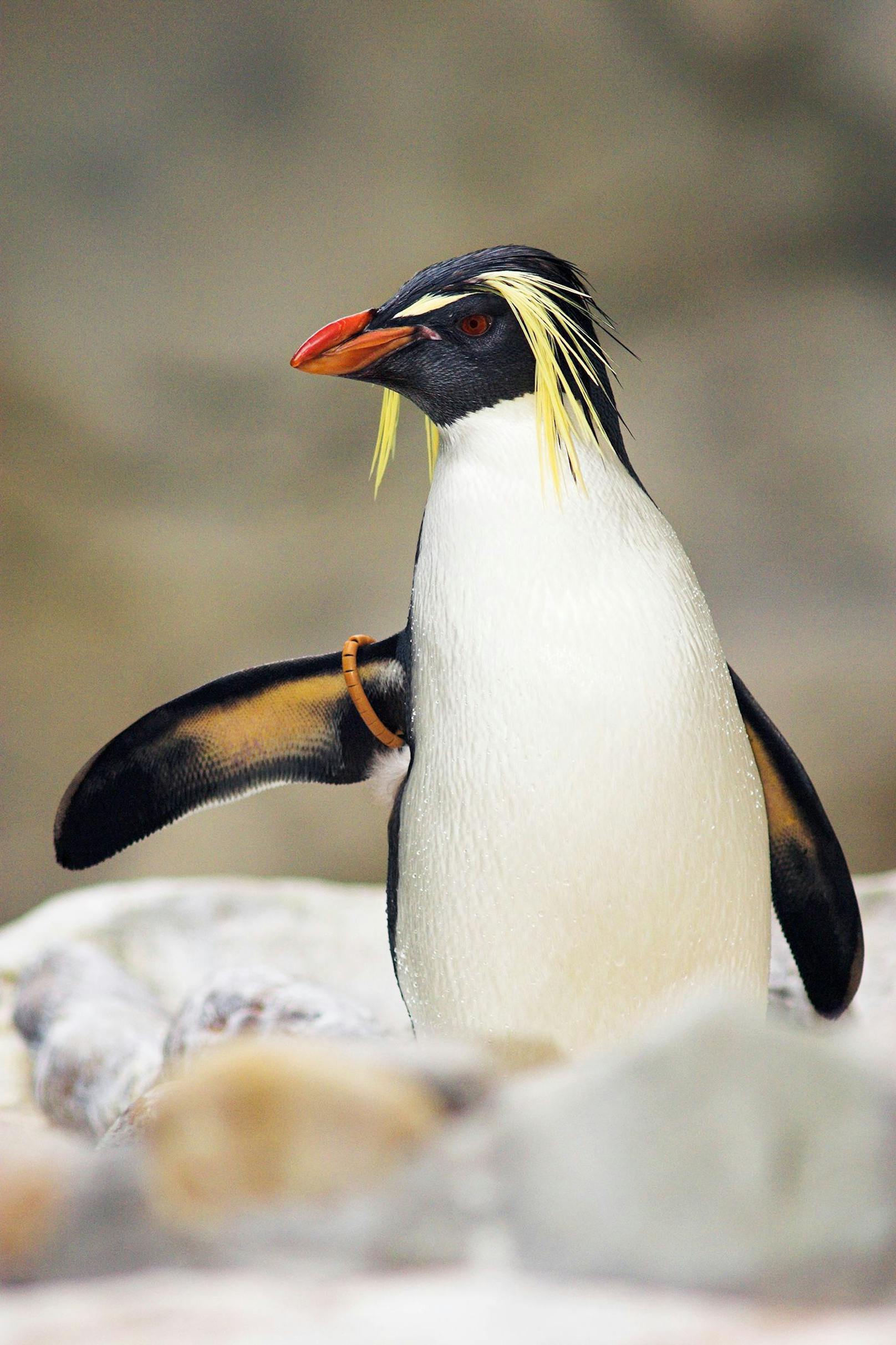 Um auf die Bedrohung der Vogelrasse hinzuweisen, feiern wir weltweit den "Penguin Awareness Day". <br>