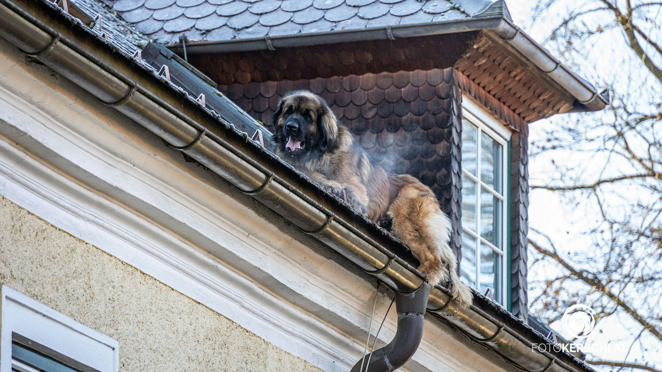 Der Hund kam offenbar über ein Dachfenster ins Freie.