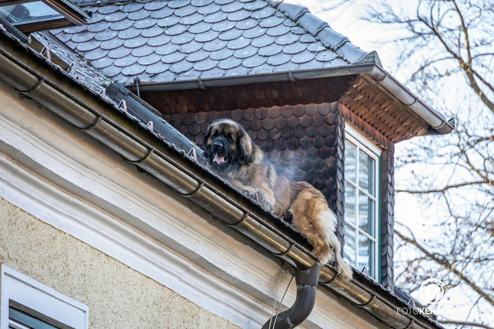 60-Kilo-Hund stürzt von Dach, Feuerwehrmann fängt ihn