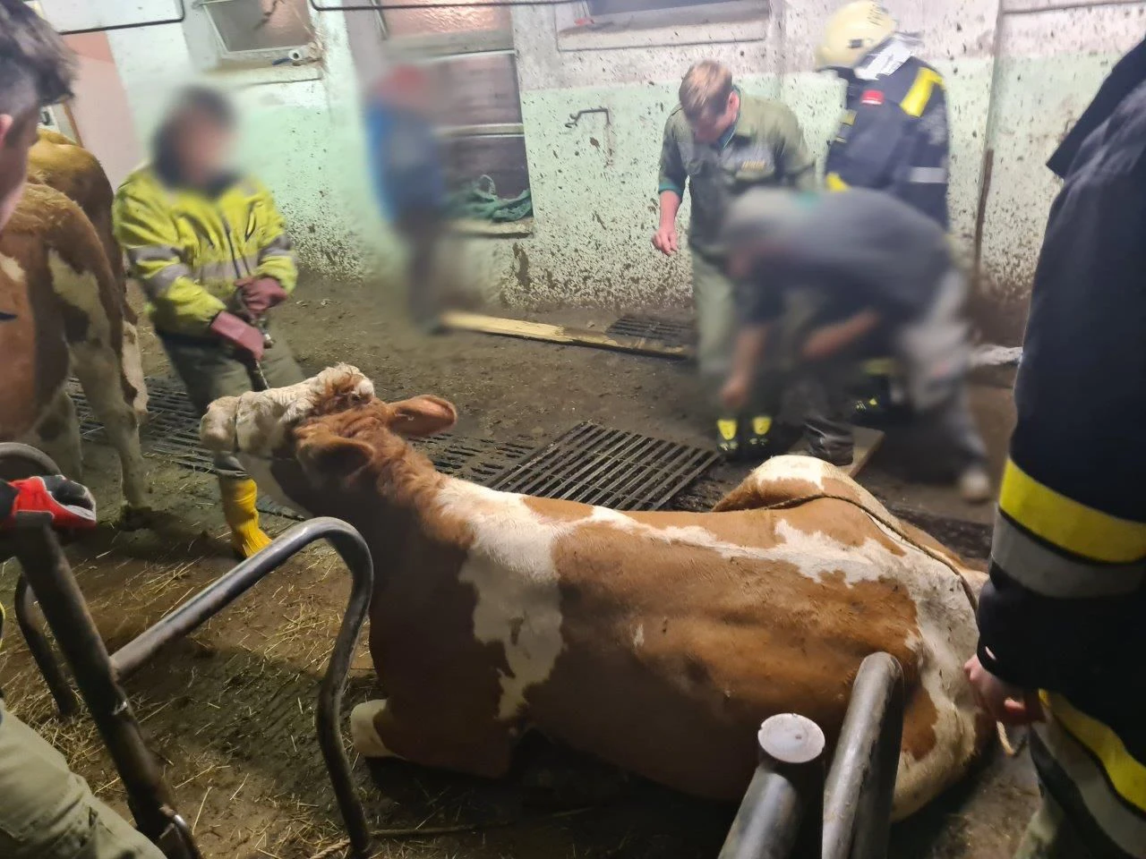 Kühe stürzten in Grube: Rettungsaktion der Feuerwehr