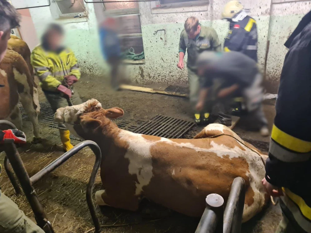 Kühe stürzten in Grube: Rettungsaktion der Feuerwehr