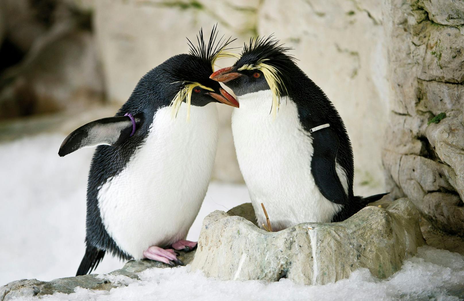 Der Felsenpinguin mit den lustigen Büscheln zählt zu den kleinsten Pinguinarten. <br>