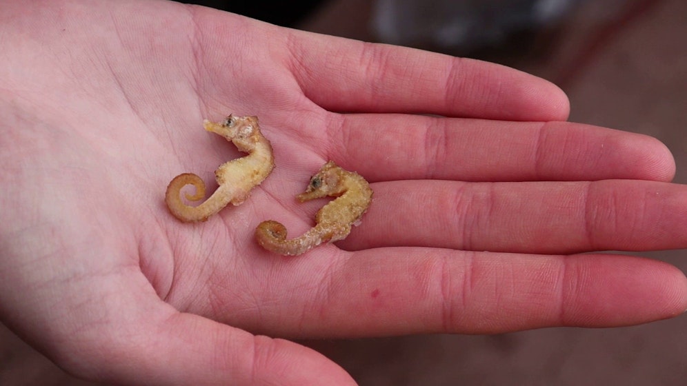 Zwei Kurzschnäuzige Seepferden wurden mit großer Begeisterung in der Natuschutzvereingung 
