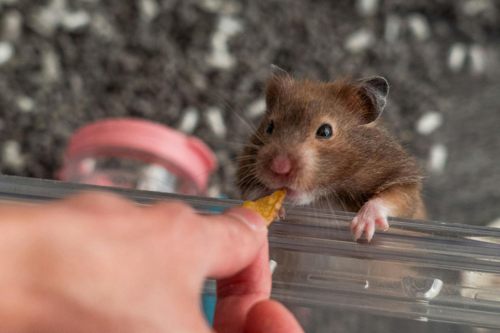 Ein Hamster wurde in einer Tierhandlung nämlich angeblich positiv auf Covid-19 getestet. 