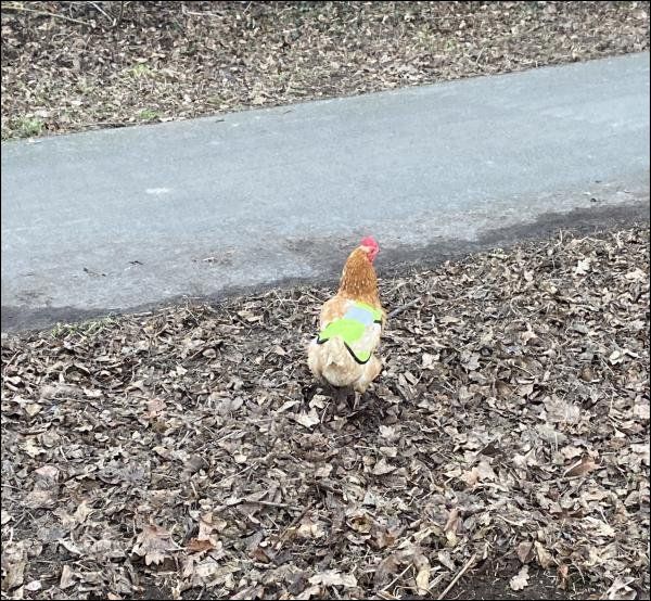 Die ausgebüchsten Hühner in Haßloch (D) waren sich trotz Warnweste der Straßenverkehrsordnung nicht bewusst.