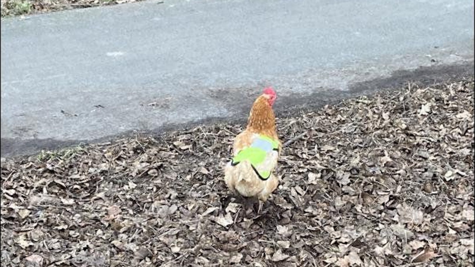 Die ausgebüchsten Hühner in Haßloch (D) waren sich trotz Warnweste der Straßenverkehrsordnung nicht bewusst.