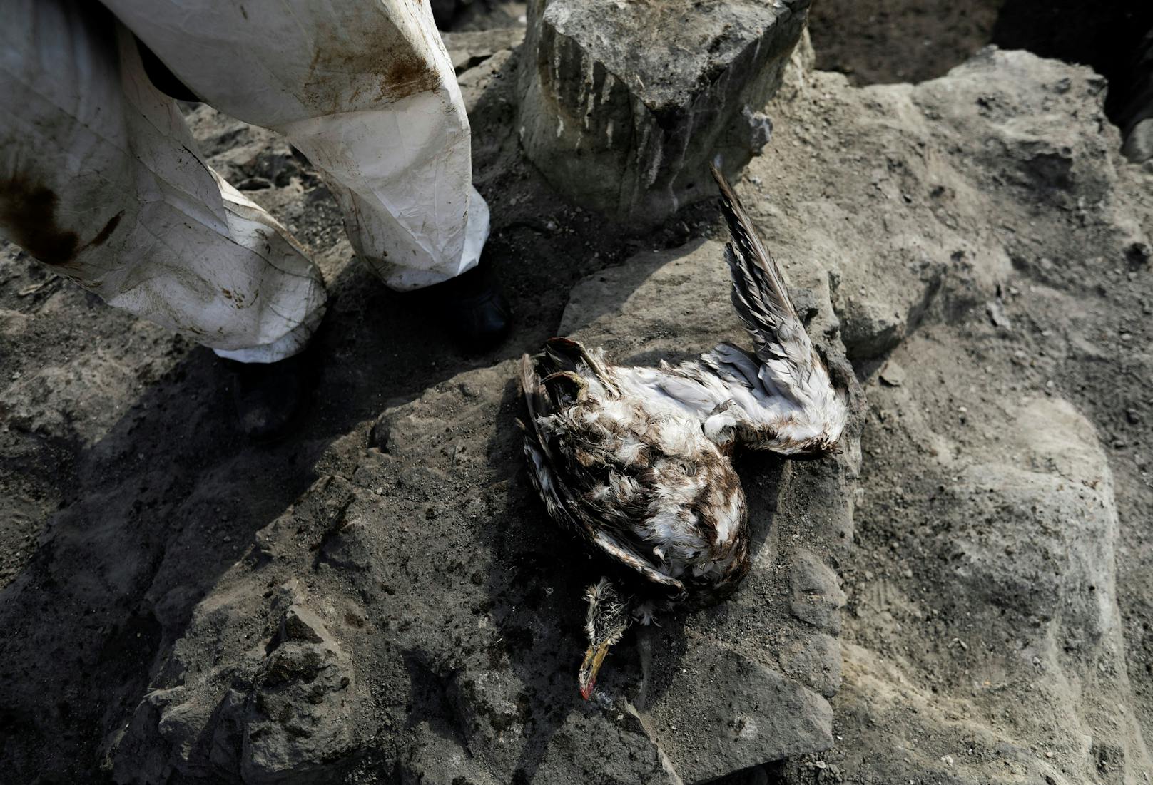 Viele Tiere überleben die Ölkatastrophe nicht.