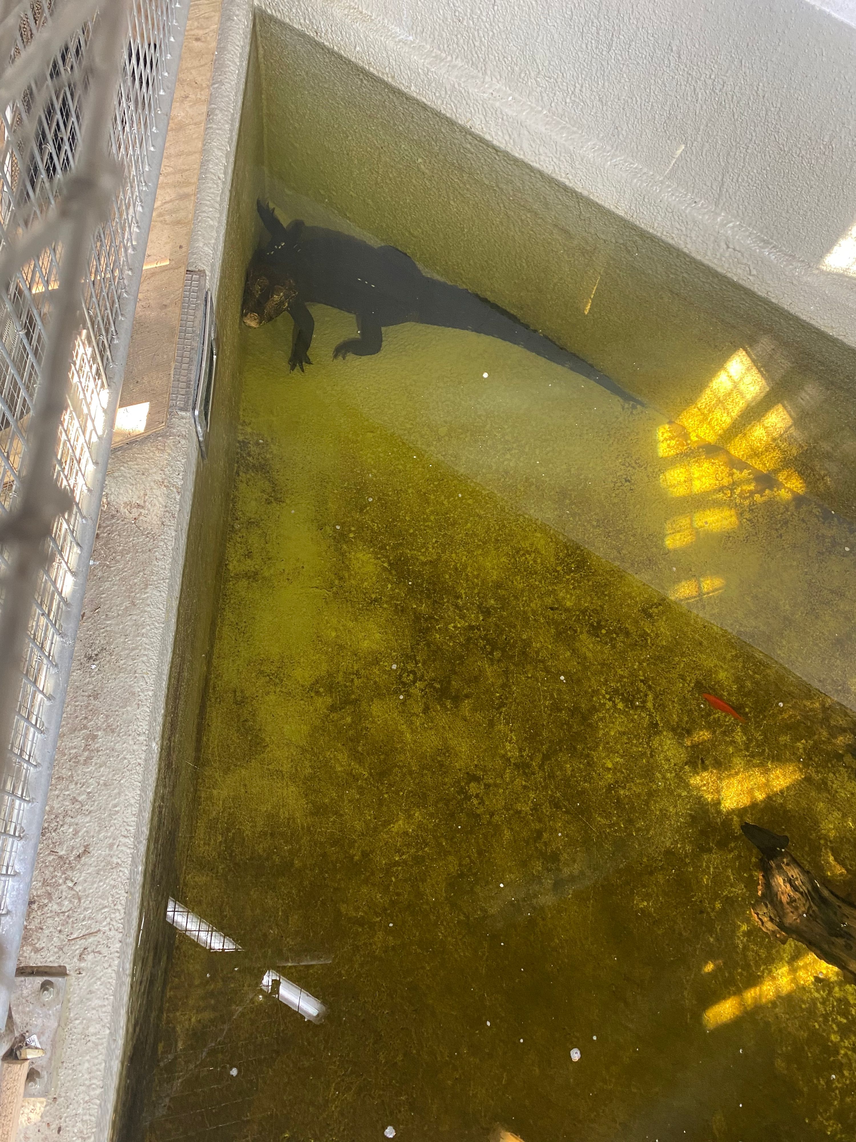 Im neuen Krokodilbecken haben die zwei Kaimane viel Platz.