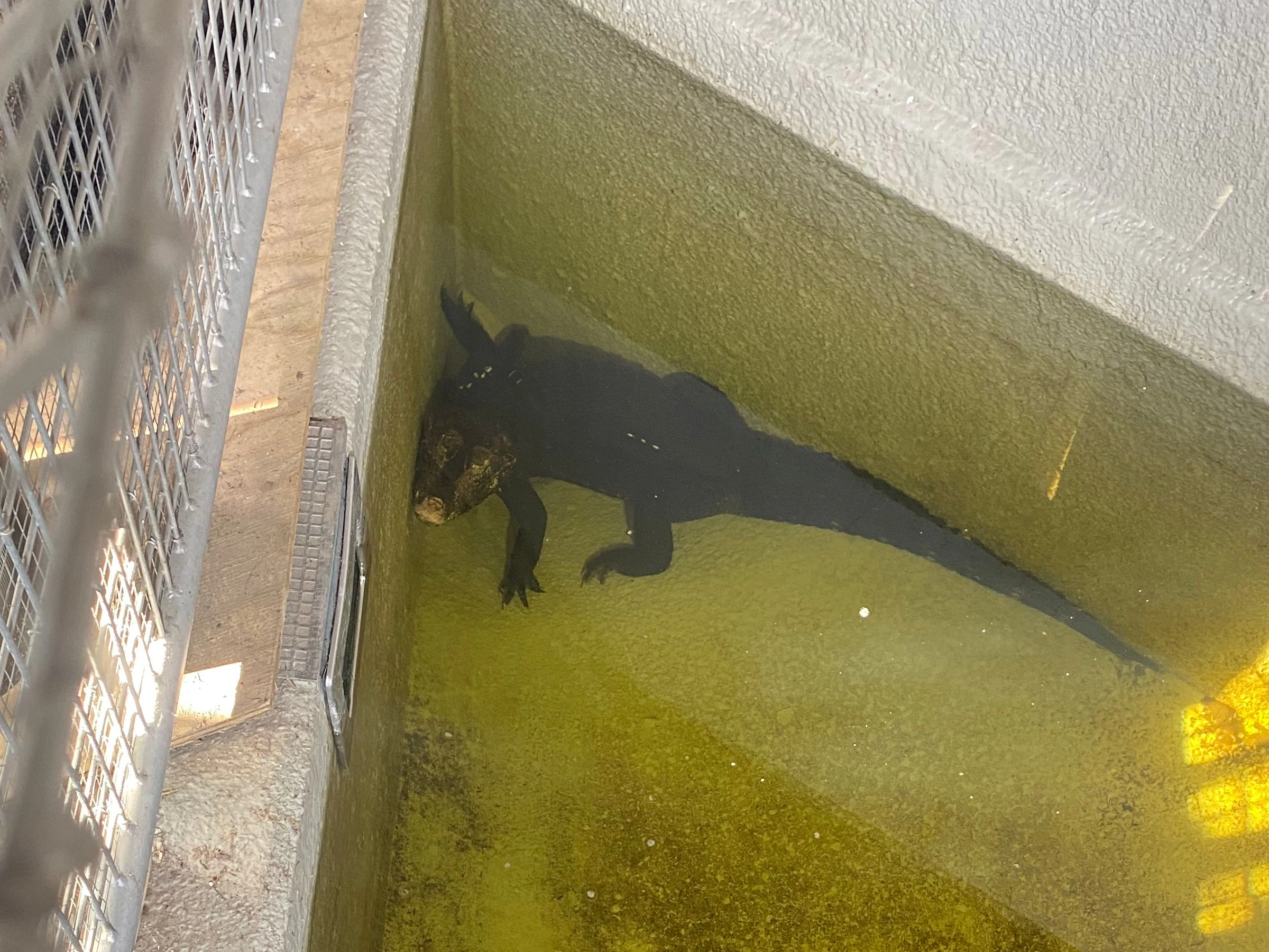 Im neuen Krokodilbecken haben die zwei Kaimane viel Platz.