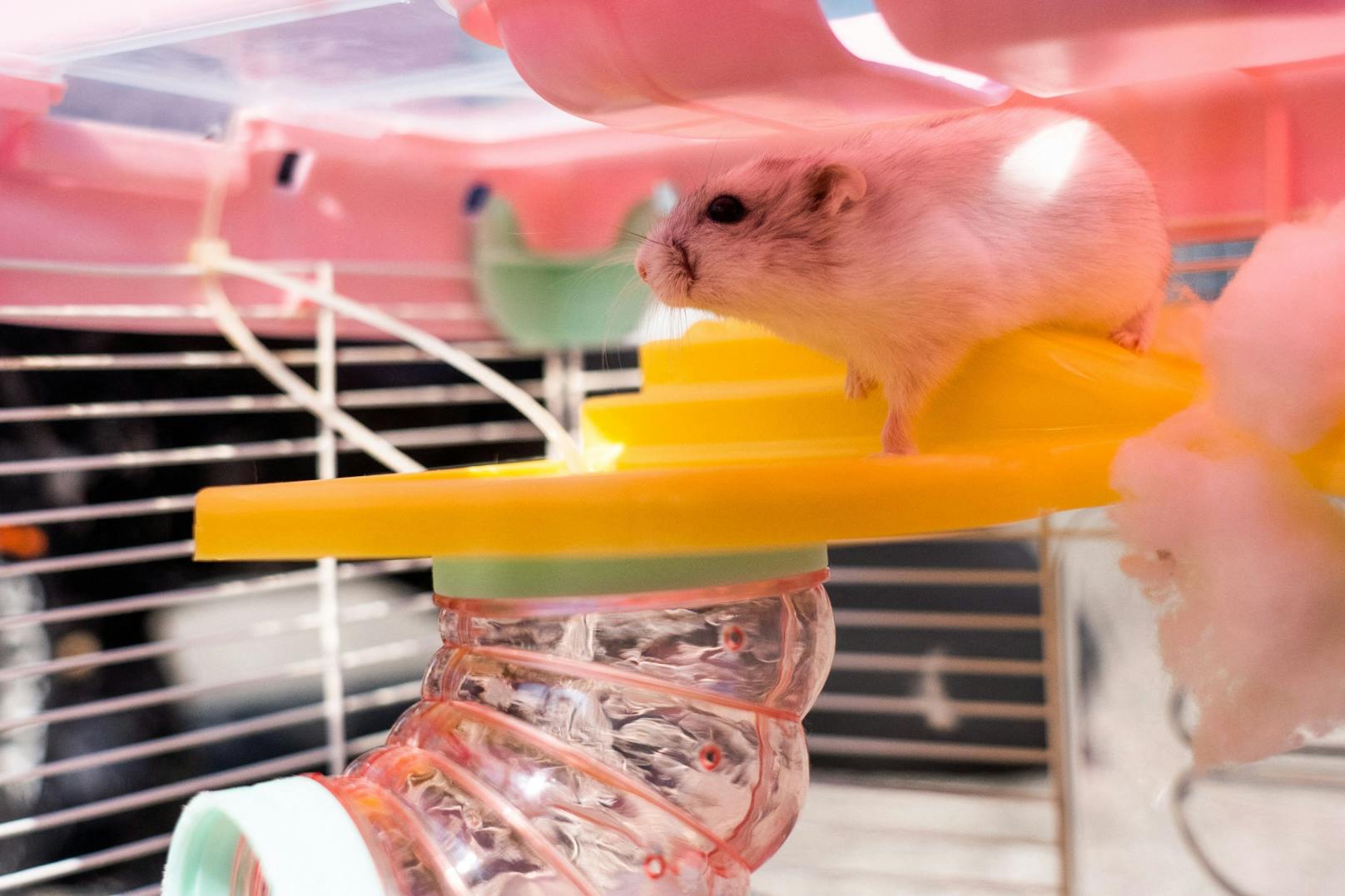 Die Mitglieder einer "Online-Hamster-Community" kümmern sich nun liebevoll auf ausgesetzte Tiere. 
