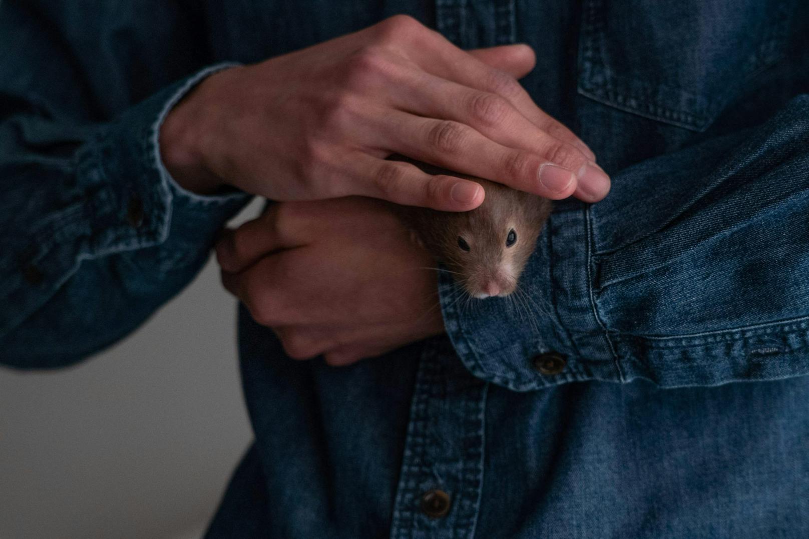 Die betroffenen Hamster wurden angeblich aus den Niederlanden importiert. 