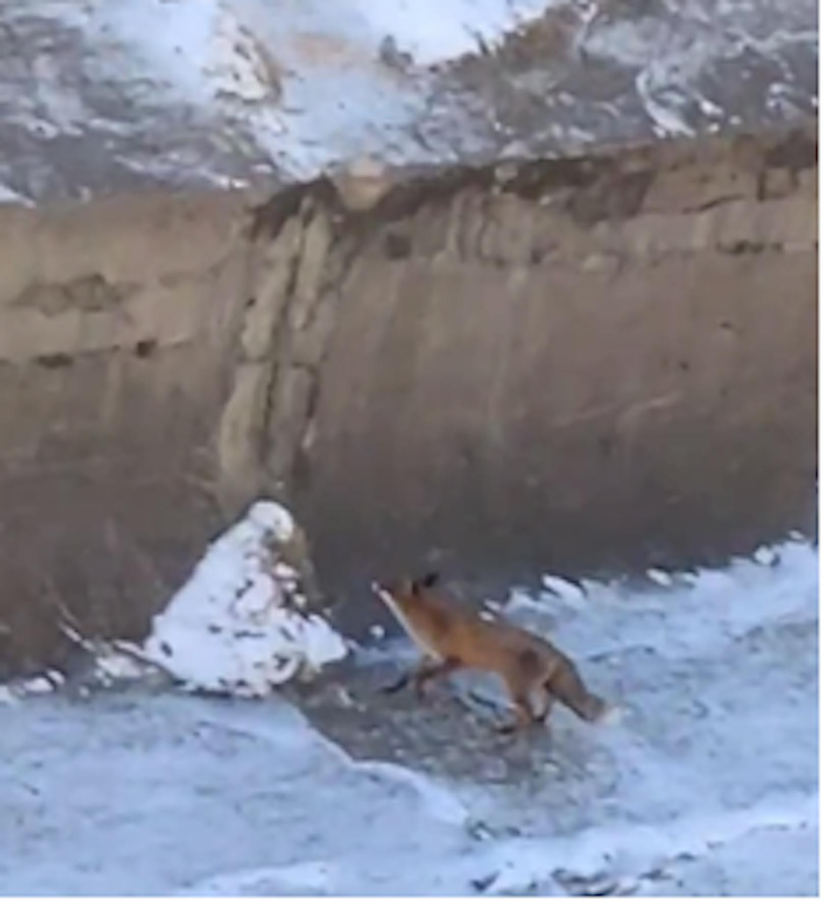 Der Fuchs suchte verwirrt nach einem anderen Fuchs.