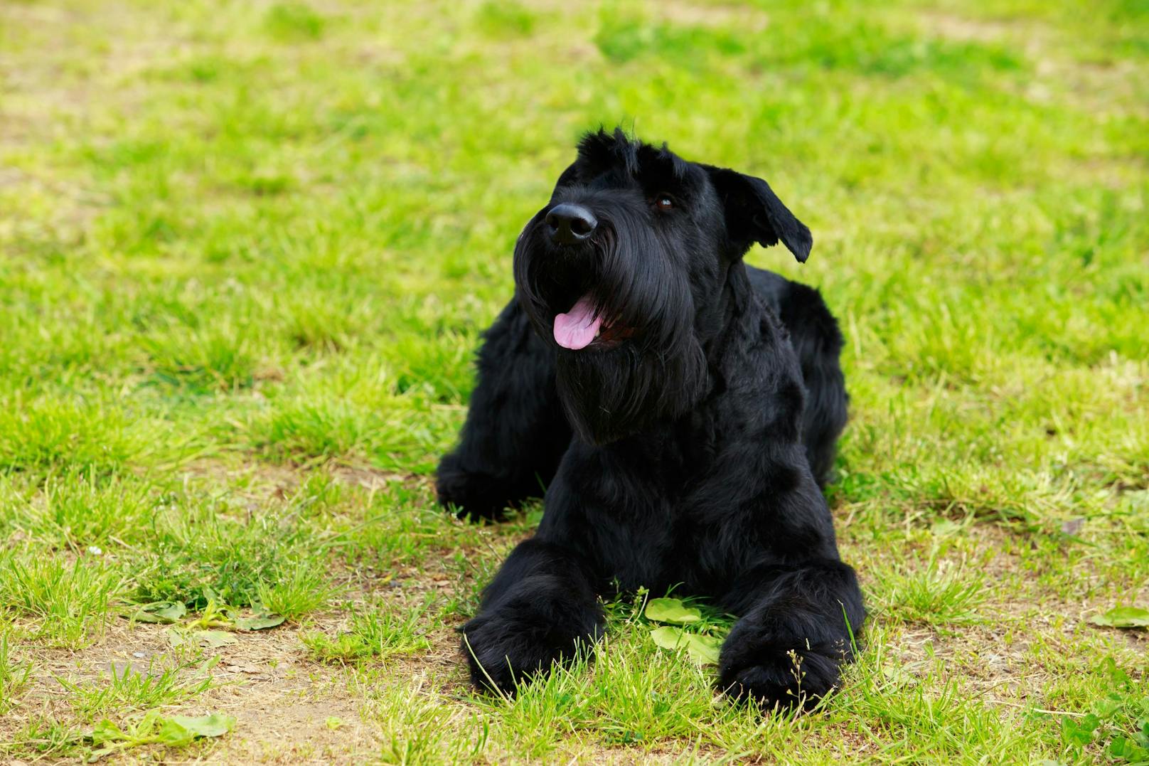 Heute findet man sie gelegentlich aufgrund der guten Nase als Drogensuchhund, oder Sprengstoffsuchhund.&nbsp; 