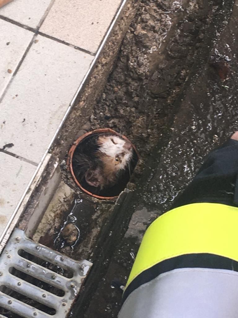 Der Stubentiger wurde von der Feuerwehr befreit.