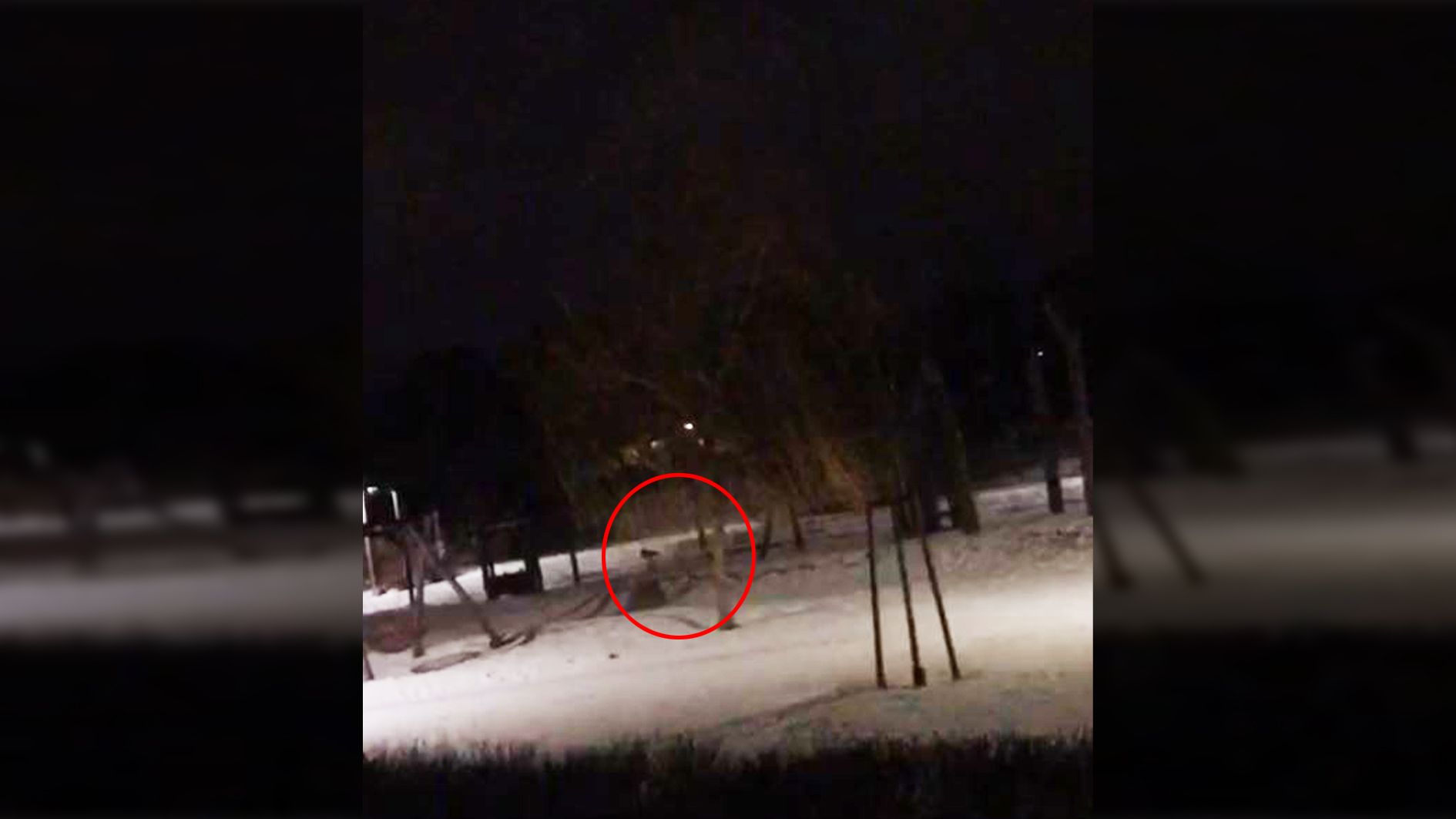 "Wir dachten es wäre eine Riesenfledermaus", überlegte die "Heute"-Redaktion