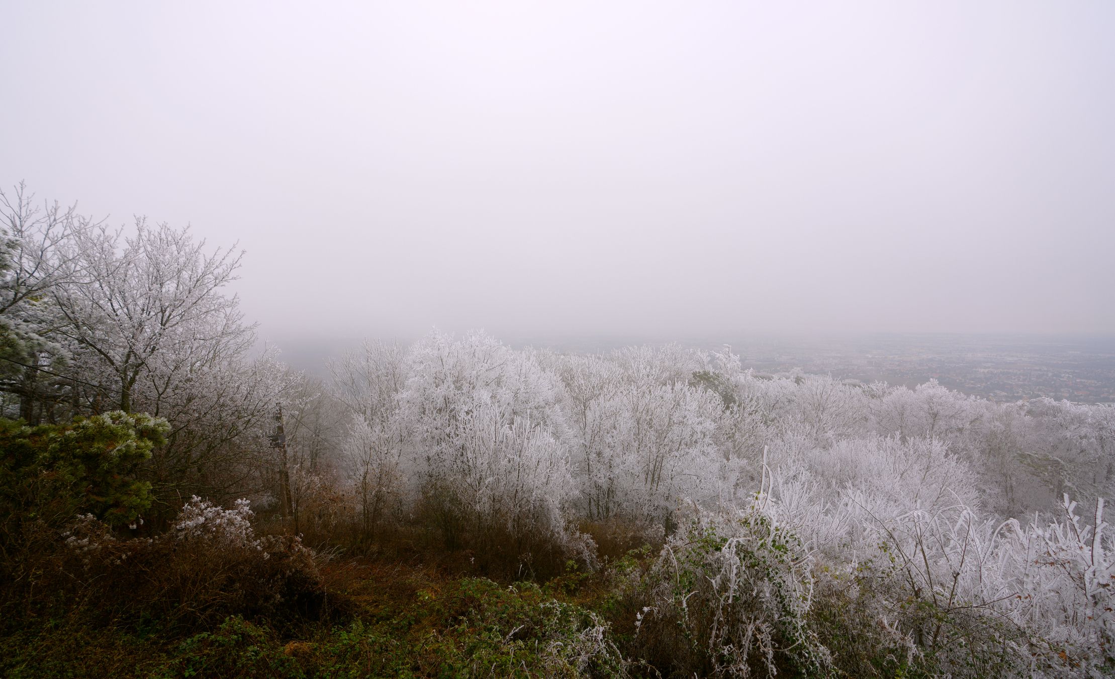 Der Wienerwald dürfte über Nacht angezuckert werden.