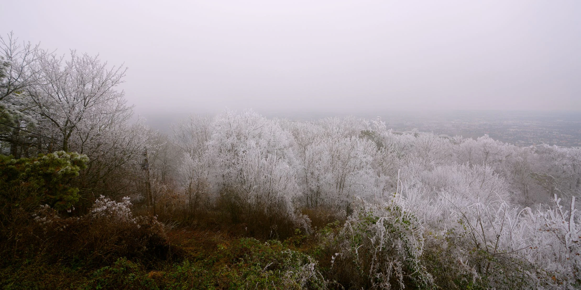 Der Wienerwald dürfte über Nacht angezuckert werden.