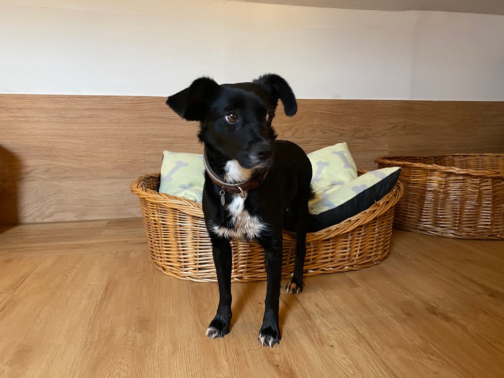 Die kleine Nerina lebte einst in einer Holzbox, nun wird sie in Linz verwöhnt.