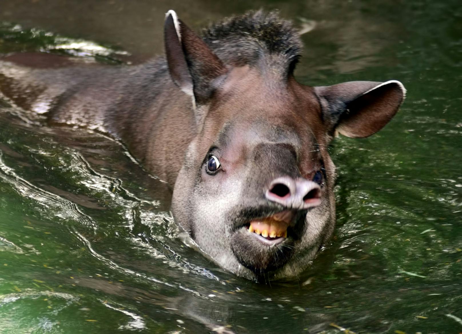 Der Tapir is ein Einzelgänger und trifft sich nur zur Paarung mit einem Partner. 