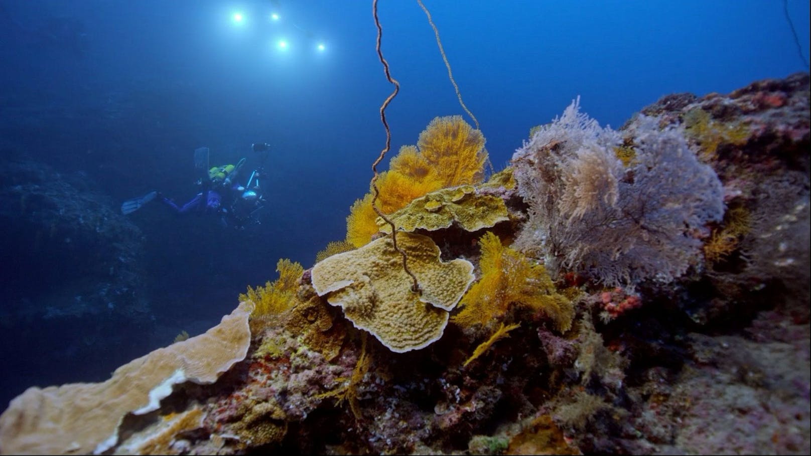 Korallenriffe sind eine wichtige Nahrungsquelle für andere Organismen, daher kann ihre Lokalisierung die Erforschung der Biodiversität unterstützen. Die Organismen, die auf Riffen leben, können für die medizinische Forschung wichtig sein, und Riffe können auch Schutz vor Küstenerosion und sogar Tsunamis bieten. <br>