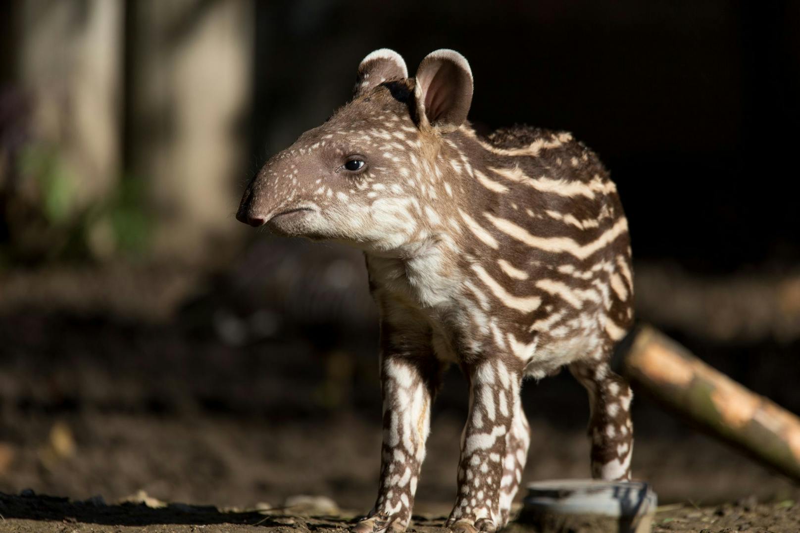 Erst mit rund zweieinhalb Jahren ist ein Tapir geschlechtsreif und trägt beinahe 14 Monate. <br>