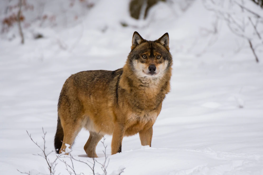 Der Wolf ist los in Kärnten und spaltet die Meinungen. 