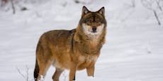 Wolf-Frage in Kärnten – FPÖ & WWF kritisieren Regierung