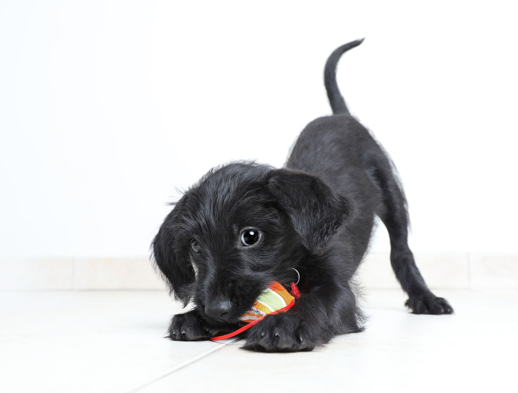 Ein kleiner Welpe ging viral, weil er auf sehr besondere Weise im Tierheim auf sich aufmerksam machte. 