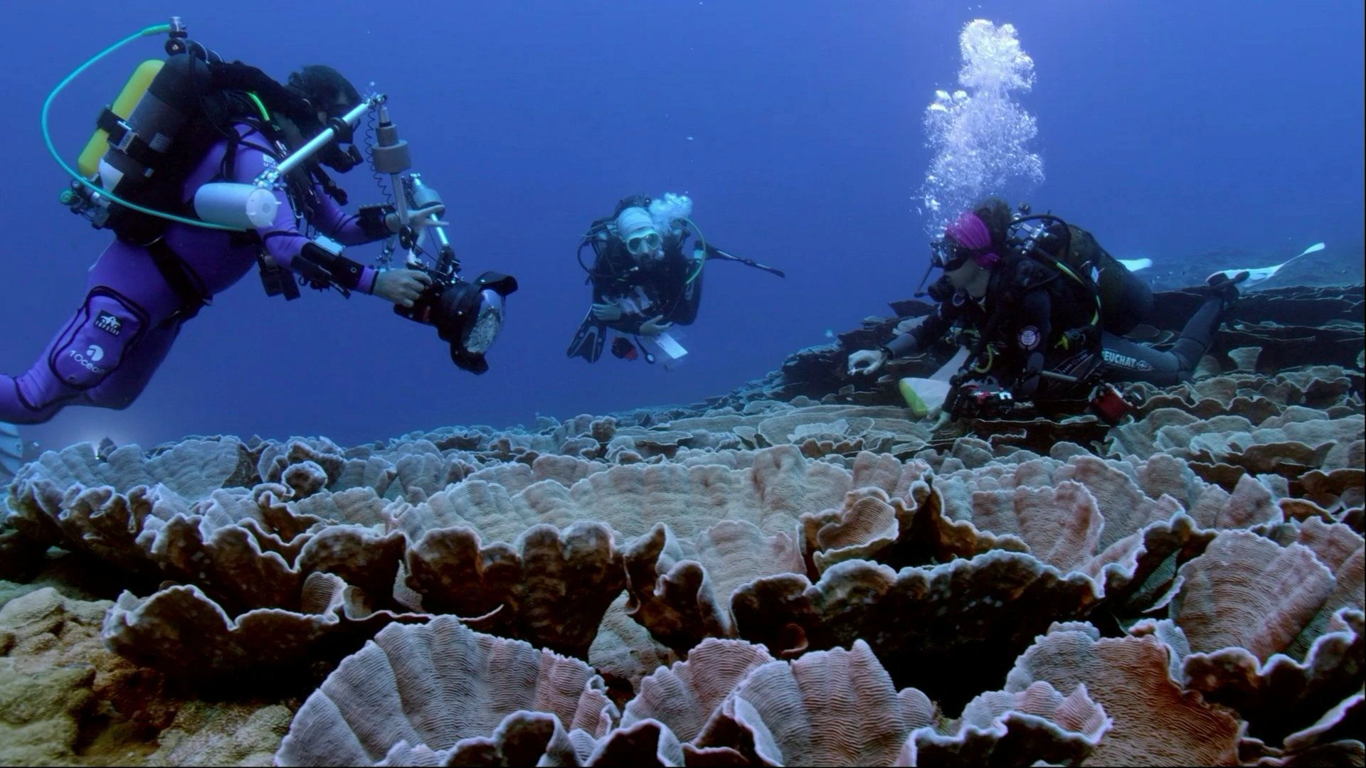 Download von www.picturedesk.com am 24.01.2022 (12:35).  ACT action_36887011 -- Video grab of the coral reef discovered off the coast of Tahiti. See SWNS story SWBRreef. Scientists have discovered one of the world's largest and rarest coral reefs - which proves they "may be better protected from global warming".The remarkable discovery off the coast of Tahiti was made by a scientific research mission supported by UNESCO. This special reef is covered extensively with untouched rose-shaped corals - up to two metres wide - making it it a ''highly valuable and unusual discovery''. It is approximately 3km in length and between 30m and 60/65m wide - which makes it one of the most extensive healthy coral reefs on record. - 20220120_PD3330 - Rechteinfo: Rights Managed (RM)