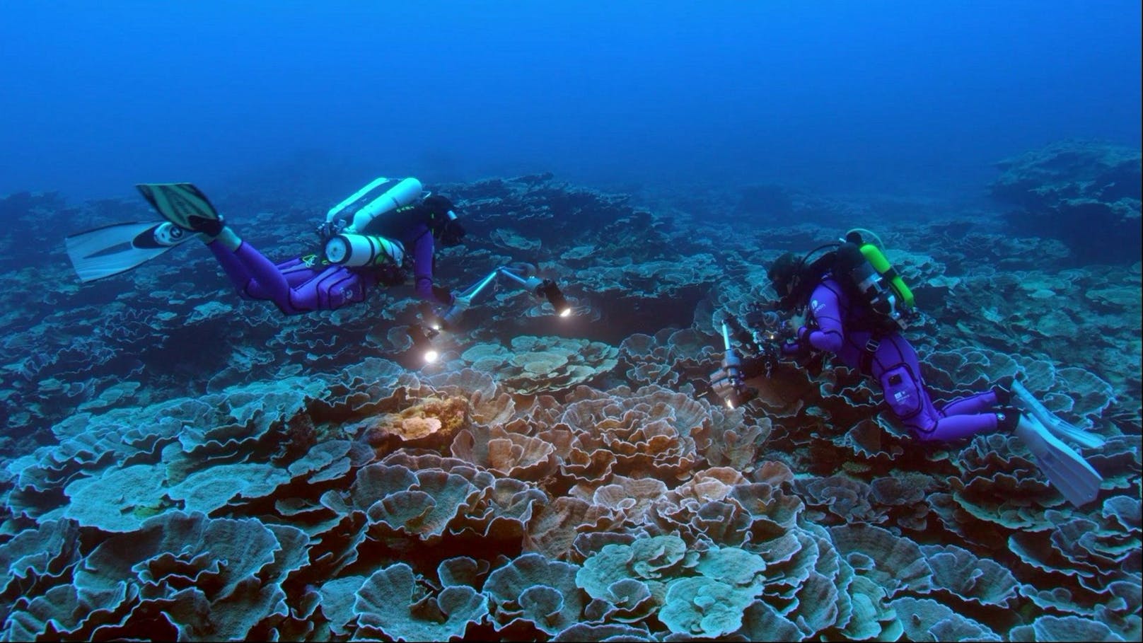 Dieses besondere Riff ist großflächig mit unberührten rosaförmigen Korallen bedeckt, die bis zu zwei Meter breit sind, was es zu einer ''äußerst wertvollen und ungewöhnlichen Entdeckung'' macht. Mit einer Länge von etwa 3 km und einer Breite von 30 bis 60/65 Metern ist es eines der ausgedehntesten gesunden Korallenriffe überhaupt.<br>
