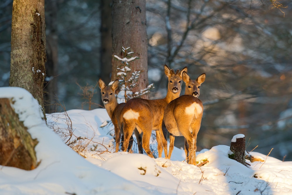 Rehe sind im Winter in wenig strukturierten Lebensräumen meist in Gruppen anzutreffen. 